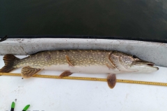 pike